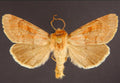 Xestia Moth — Original Bugg Creation