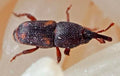 Red Weevil — Original Bugg Creation