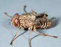 Tsetse Fly — Original Bugg Creation