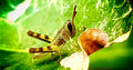 Grasshopper — Original Bugg Creation
