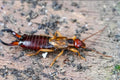 Earwig — Original Bugg Creation