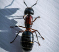 Carpenter Ant — Original Bugg Creation