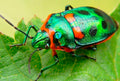 Iridescent Shield Bug— Original Bugg Creation