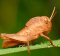 Nymph — Original Bugg Creation