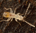 Zoraptera — Original Bugg Creation