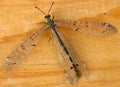 Antlion- Original Bugg creation