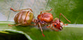 Queen Ant — Original Bugg Creation