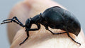 Oil Beetle — Original Bugg Creation
