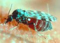 No-See-Um (Biting Midge) — Original Bugg Creation