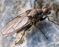 Kelp Fly — Original Bugg Creation
