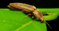 Click Beetle — Original Bugg Creation