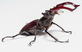 King Stag Beetle — Original Bugg Creation