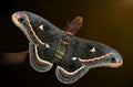 Quadrimaculata Moth — Original Bugg Creation