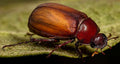 June Beetle — Original Bugg Creation
