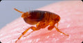 Flea — Original Bugg Creation