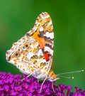 Painted Lady Butterfly — Original Bugg Creation