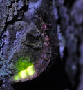 Glowworm — Original Bugg Creation