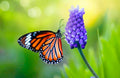 Blue morpho butterfly- original bugg creation