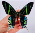 Urania Moth — Original Bugg Creation