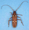 Ivory-Marked Beetle — Original Bugg Creation