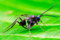 Ensign Wasp — Original Bugg Creation