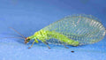 Lacewing — Original Bugg Creation