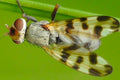 Ulidiid Fly — Original Bugg Creation