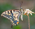 Swallowtail Butterfly — Original Bugg Creation