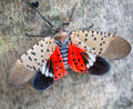 Lanternfly — Original Bugg Creation