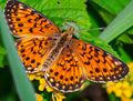 Variegated Fritillary — Original Bugg Creation
