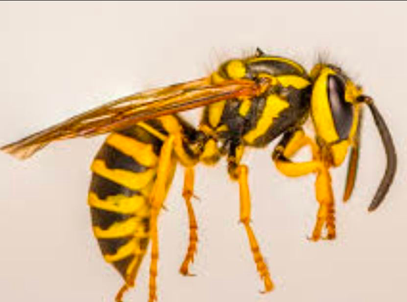 Yellowjacket — Original Bugg Creation