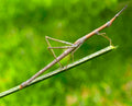 Stick Insect  — Original Bugg Creation