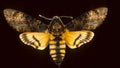 Death’s-Head Hawkmoth — Original Bugg Creation