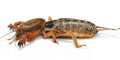 Mole Cricket — Original Bugg Creation