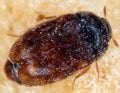 Khapra Beetle — Original Bugg Creation