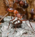 Soldier Ant — Original Bugg Creation