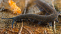 Velvet Worm — Original Bugg Creation