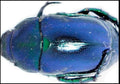 Scarab Beetle — Original Bugg Creation