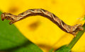Inchworm — Original Bugg Creation