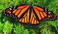 Monarch Butterfly — Original Bugg Creation