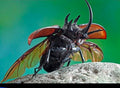 Rhinoceros Beetle — Original Bugg Creation
