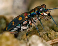 Tiger Beetle — Original Bugg Creation