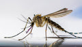 Mosquito — Original Bugg Creation
