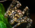 Wolf Spider — Original Bugg Creation