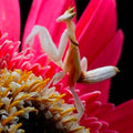 Orchid Mantis — Original Bugg Creation