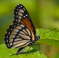 Viceroy Butterfly — Original Bugg Creation