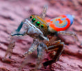 Peacock Spider — Original Bugg Creation