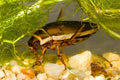 Diving Beetle — Original Bugg Creation