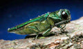 Emerald Ash Borer — Original Bugg Creation