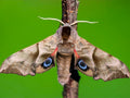 Eye Hawk Moth — Original Bugg Creation
